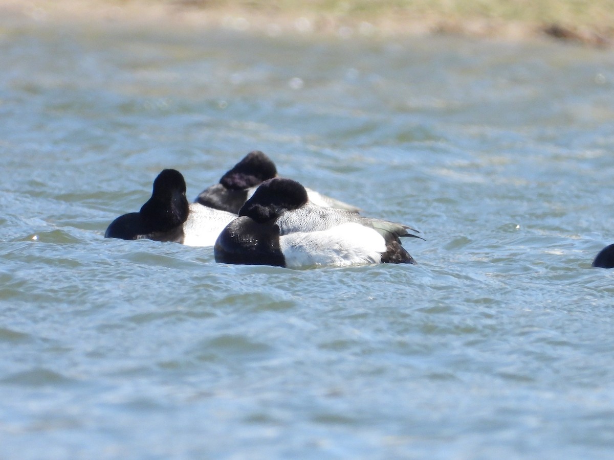 Greater Scaup - ML602747781