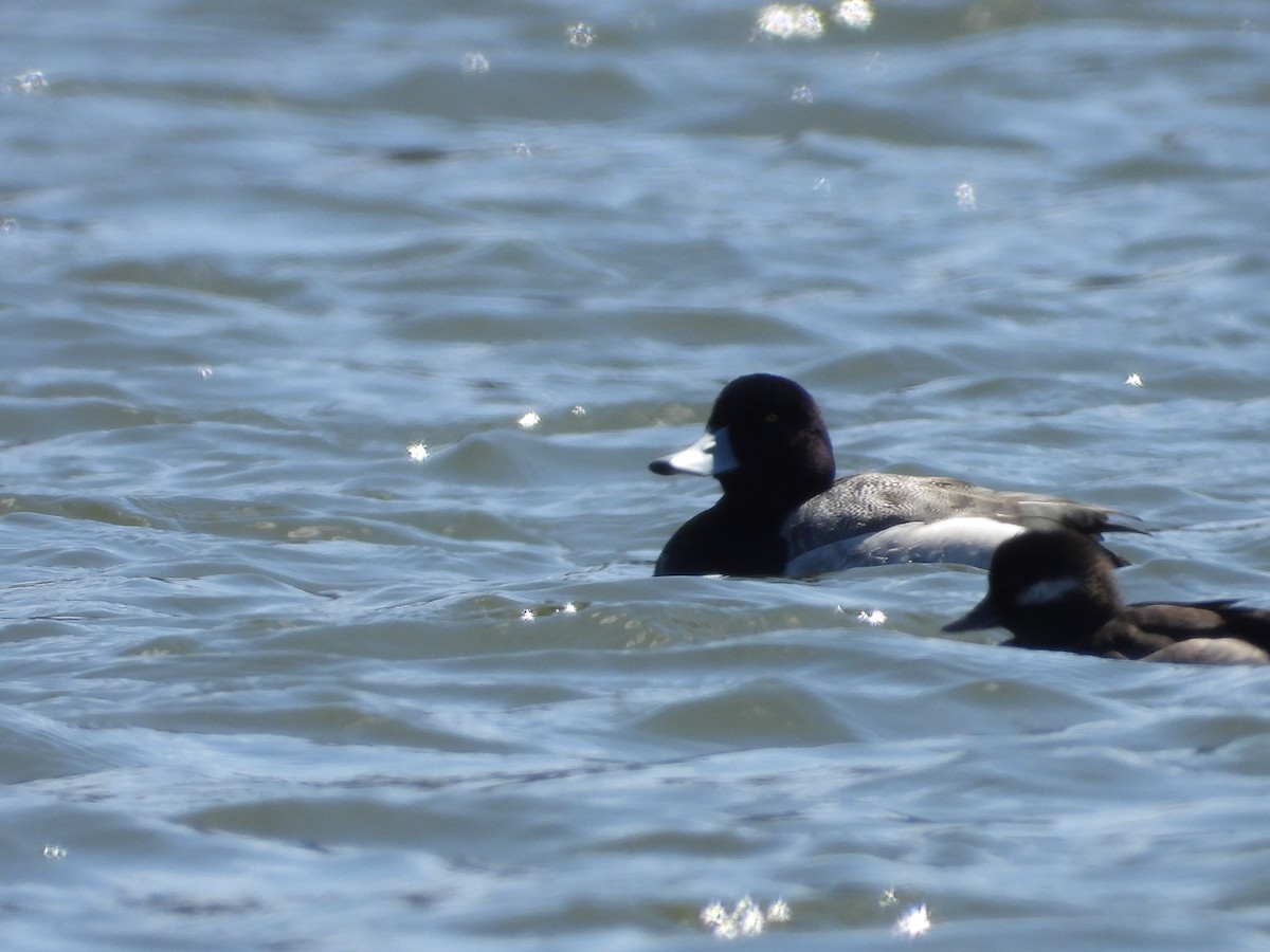 Greater Scaup - ML602747941