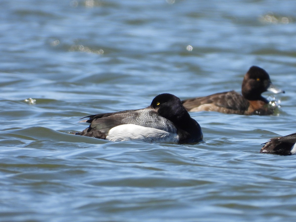 Greater Scaup - ML602748201