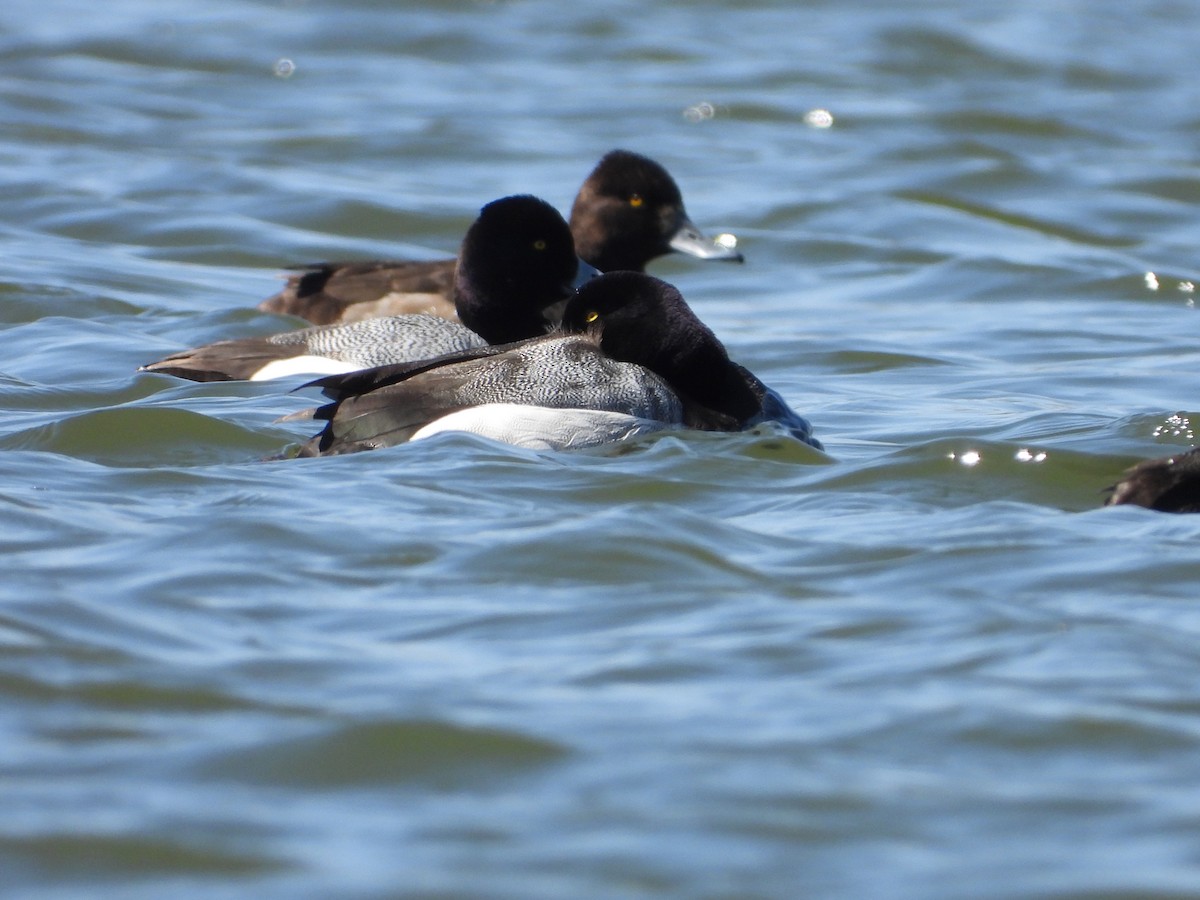 Greater Scaup - ML602748211