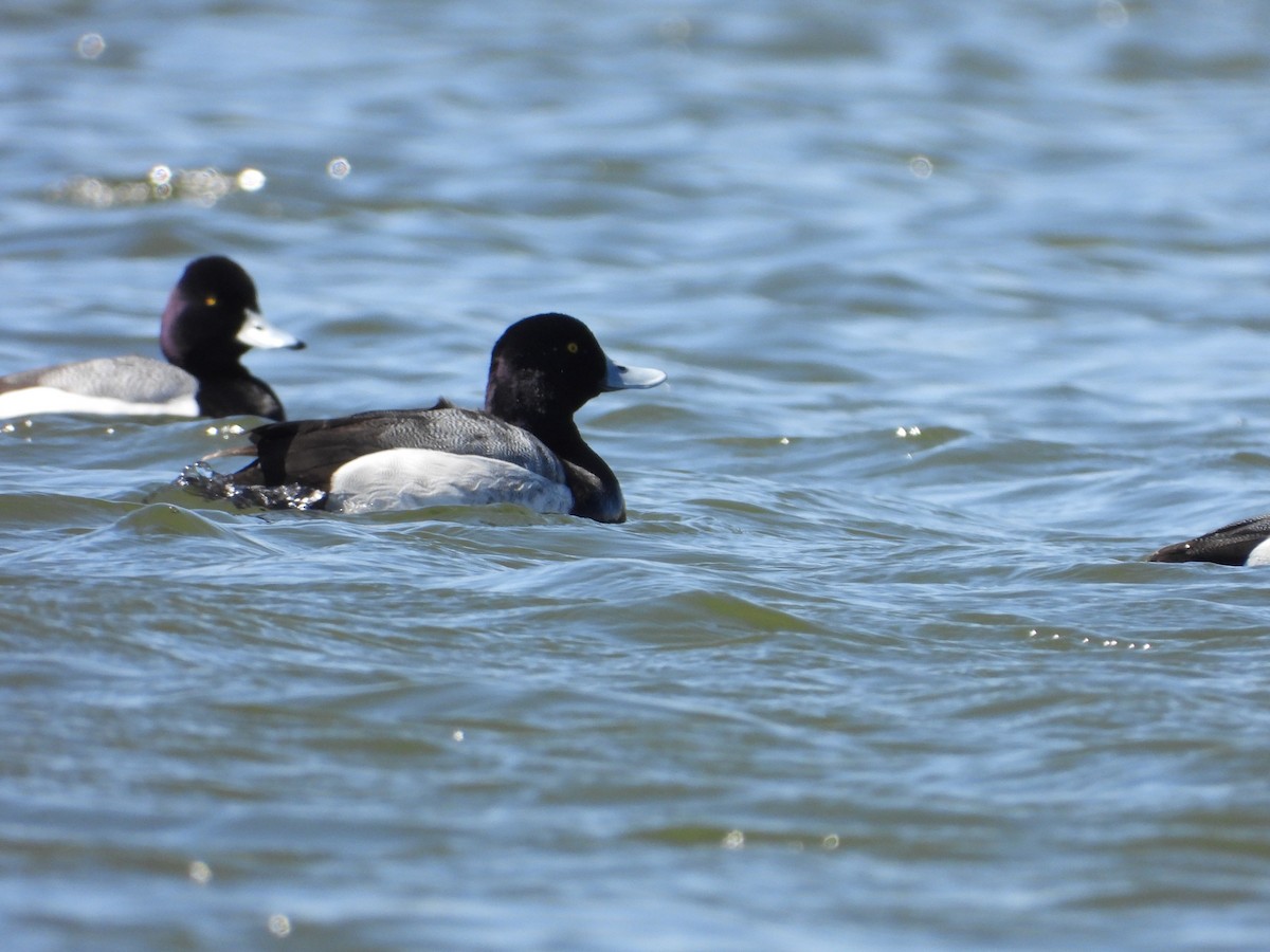 Greater Scaup - ML602748271