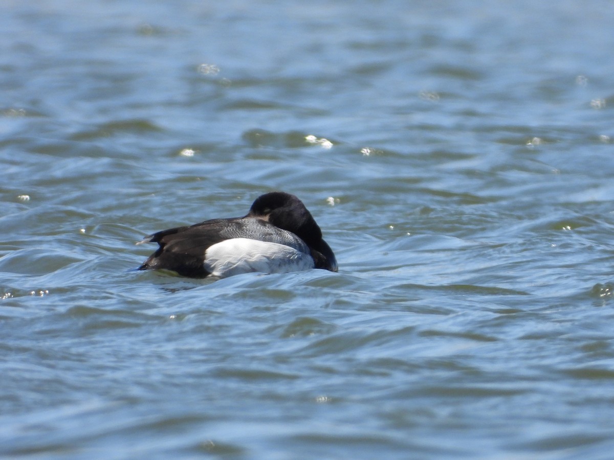 Greater Scaup - ML602748361