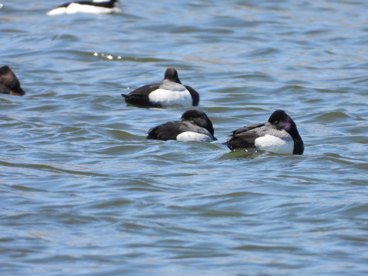 Greater Scaup - ML602748551