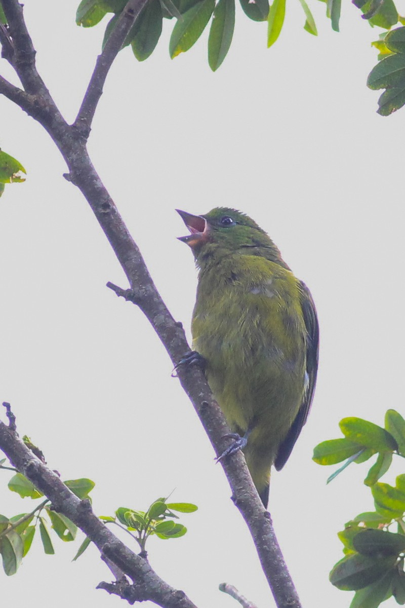 Bay-headed Tanager - ML602748811