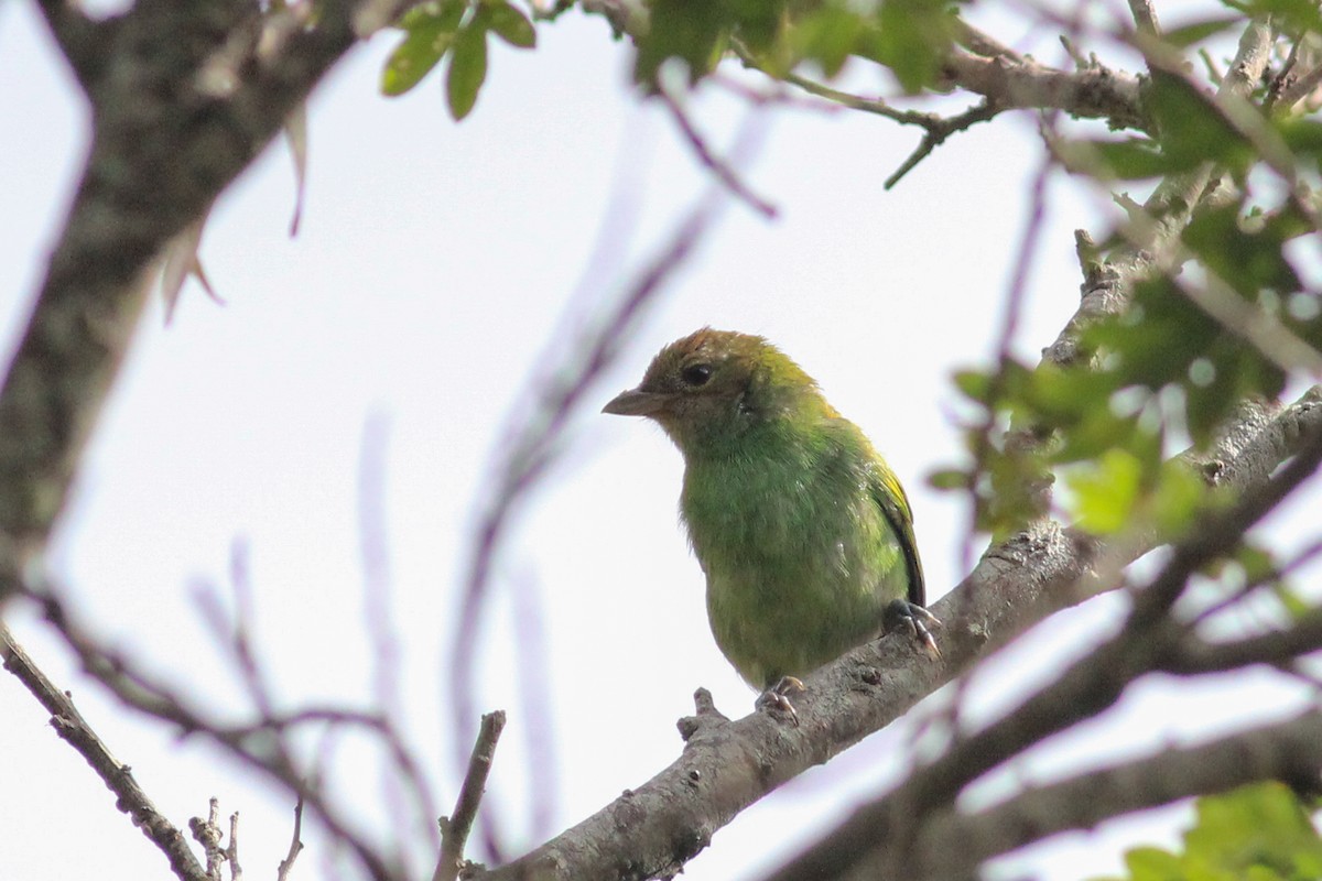 Bay-headed Tanager - ML602748821