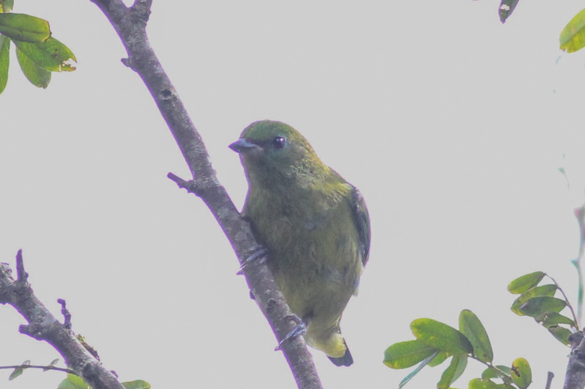 Bay-headed Tanager - ML602748831