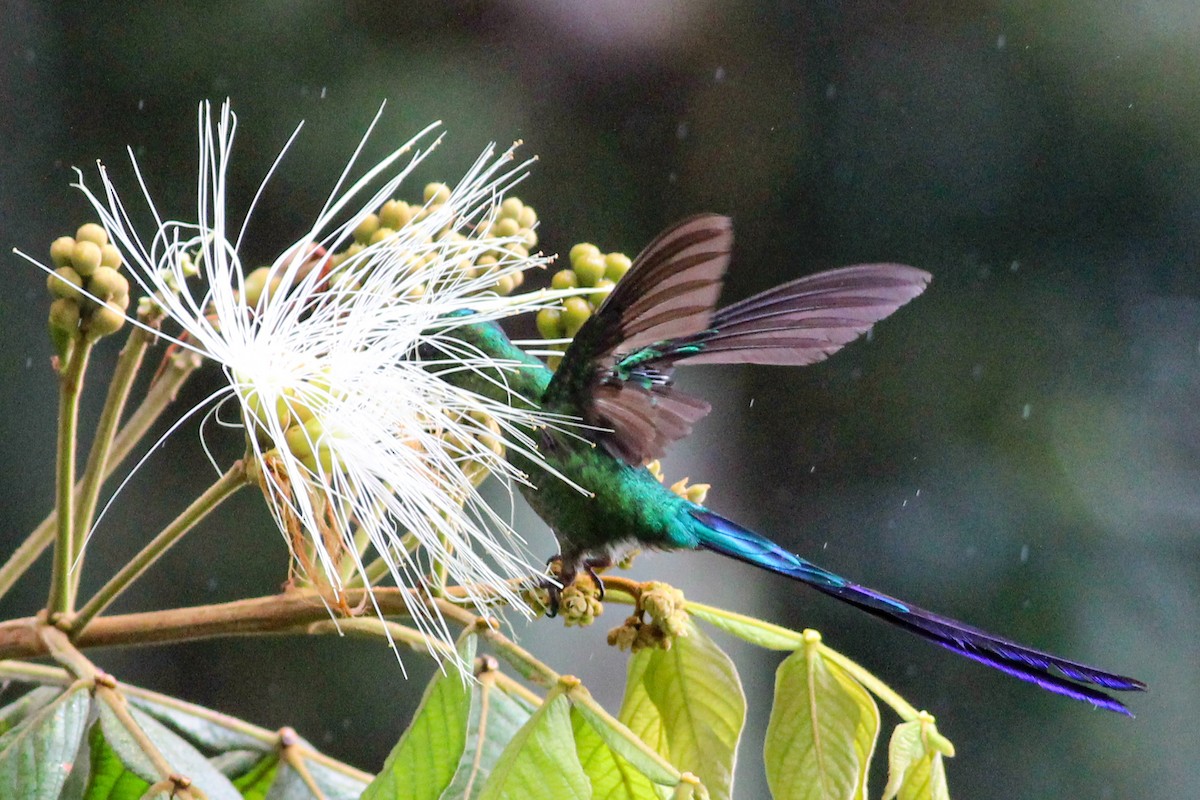 Long-tailed Sylph - ML602749261