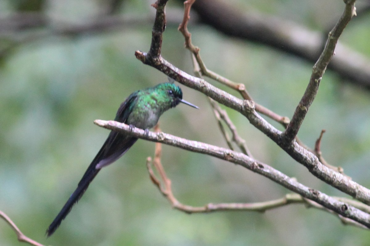 Long-tailed Sylph - ML602749271