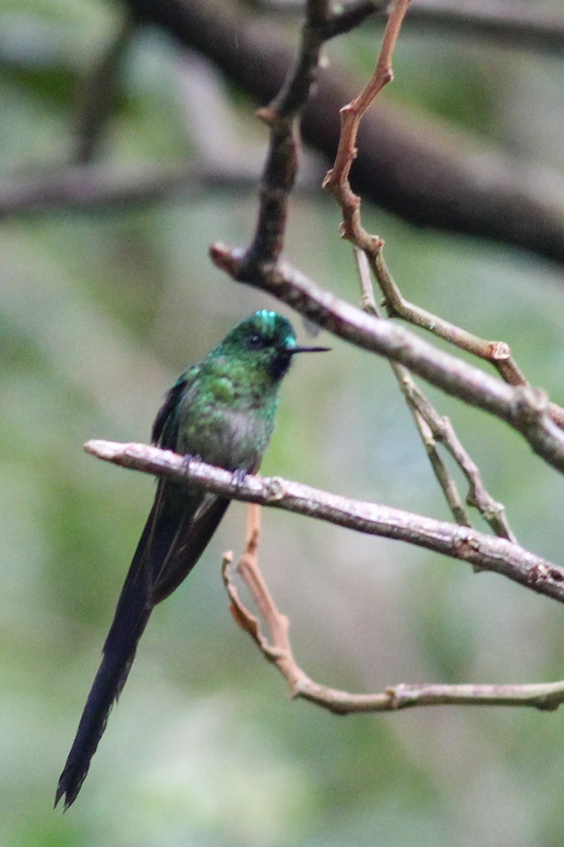 Long-tailed Sylph - ML602749351