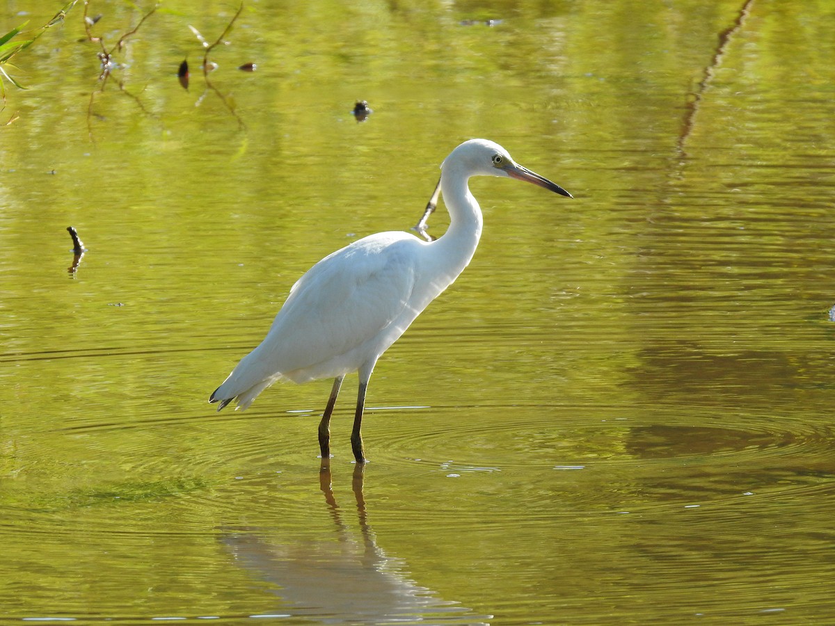 Little Blue Heron - ML602750161
