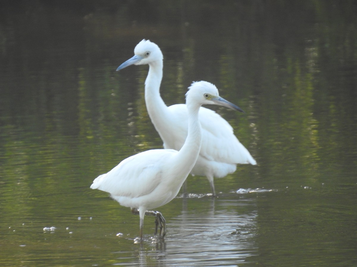 Little Blue Heron - ML602750211