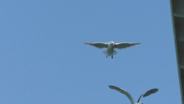 Herring Gull - ML602750301