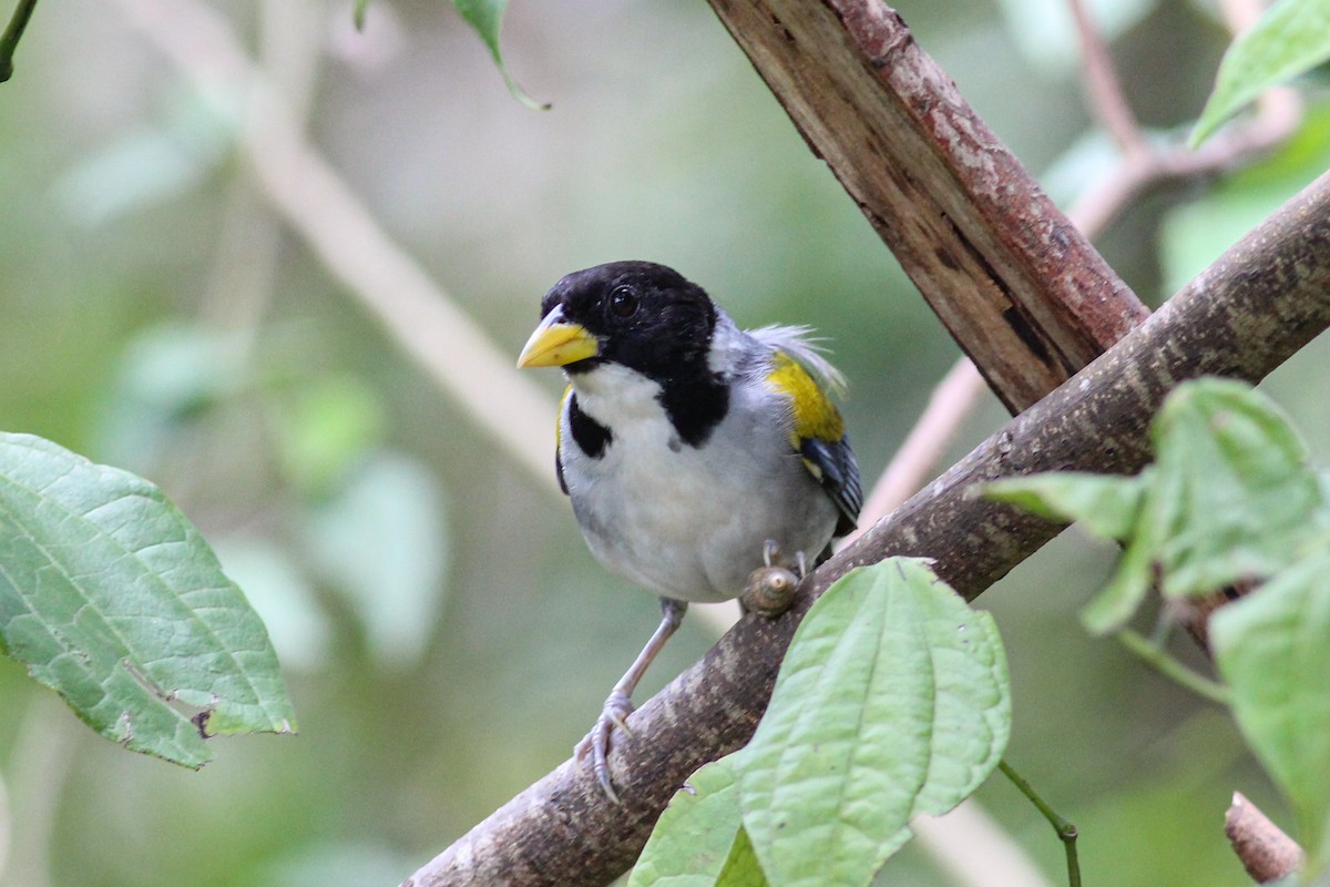 Golden-winged Sparrow - Yaudimar Bermúdez