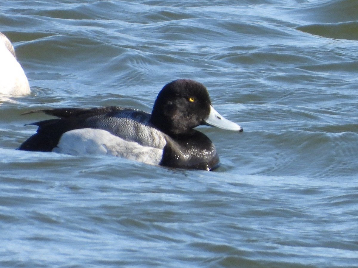 Greater Scaup - ML602752321