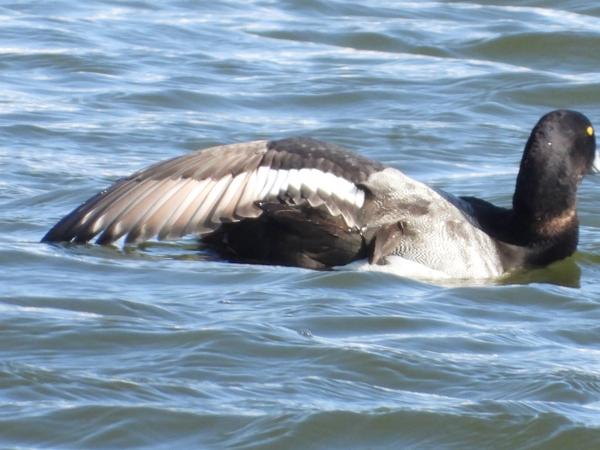 Greater Scaup - ML602752331