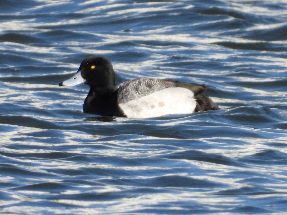 Greater Scaup - ML602752341