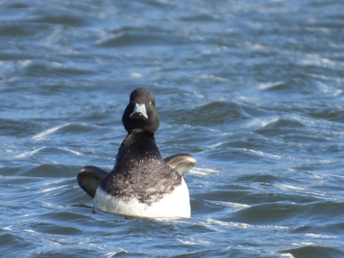 Greater Scaup - ML602752361