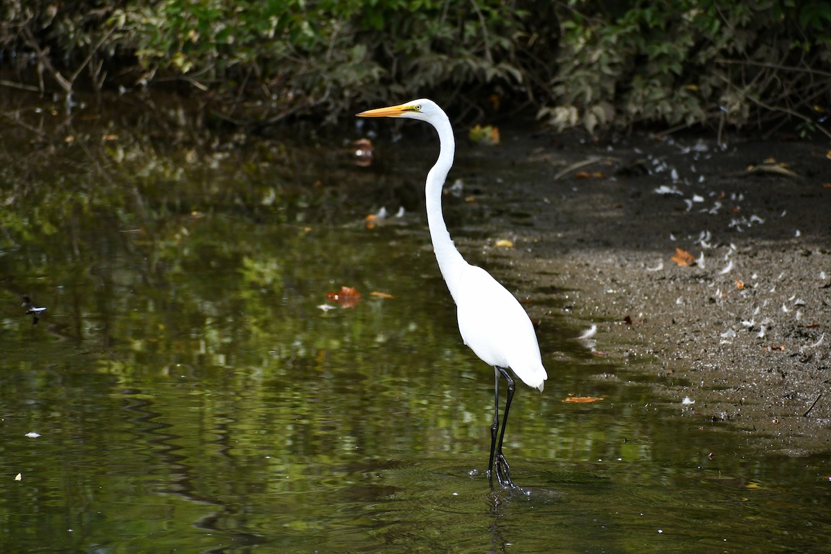 Great Egret - ML602752401