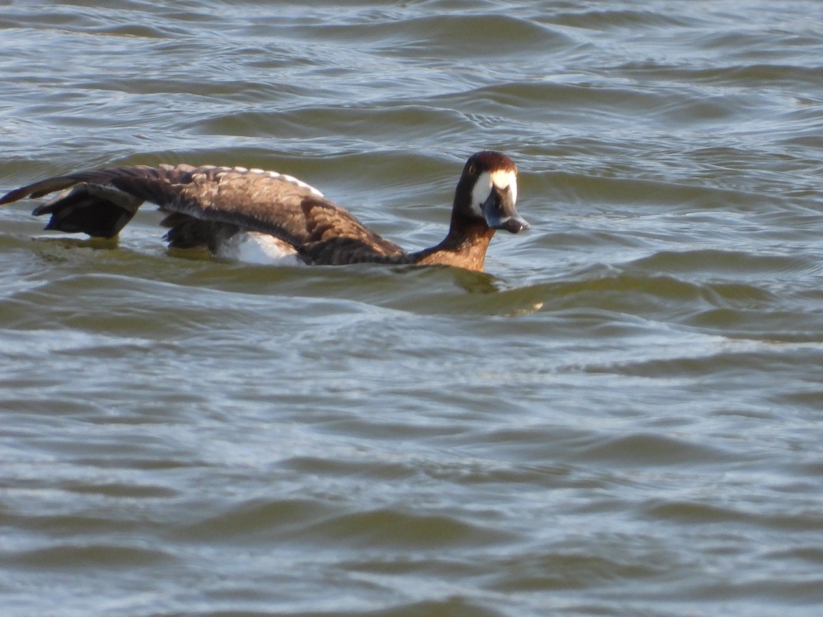 Greater Scaup - ML602752411