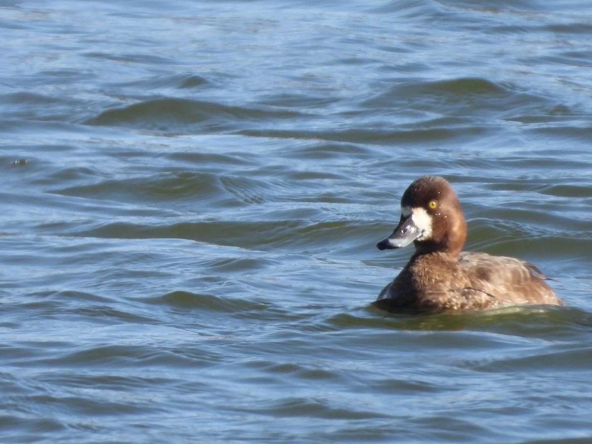 Greater Scaup - ML602752421