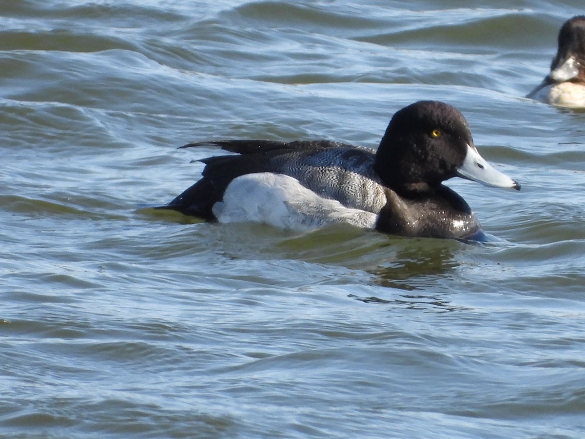 Greater Scaup - ML602752491