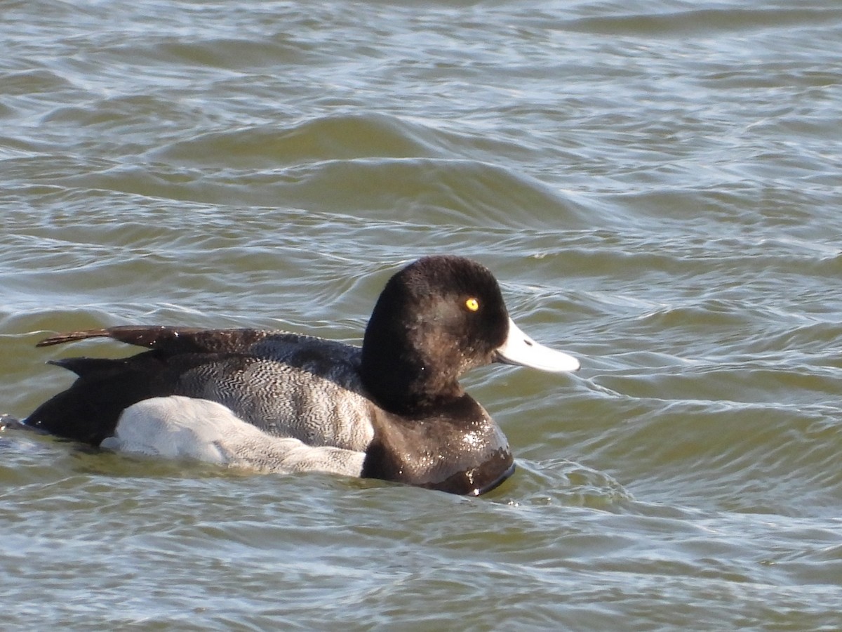 Greater Scaup - ML602752521