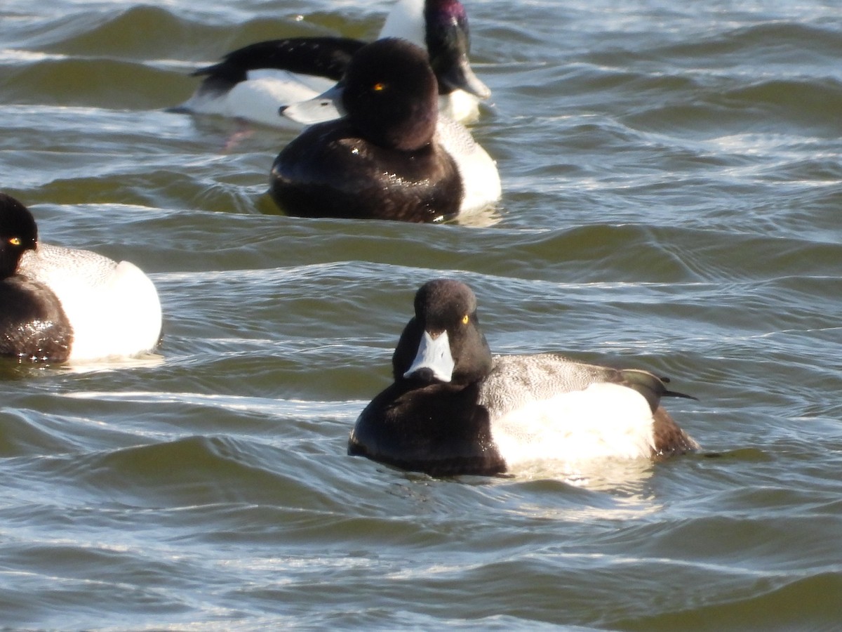 Greater Scaup - ML602752671