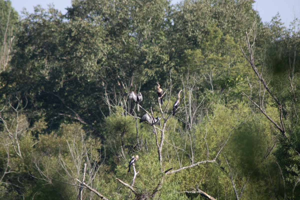 Anhinga - ML602752701