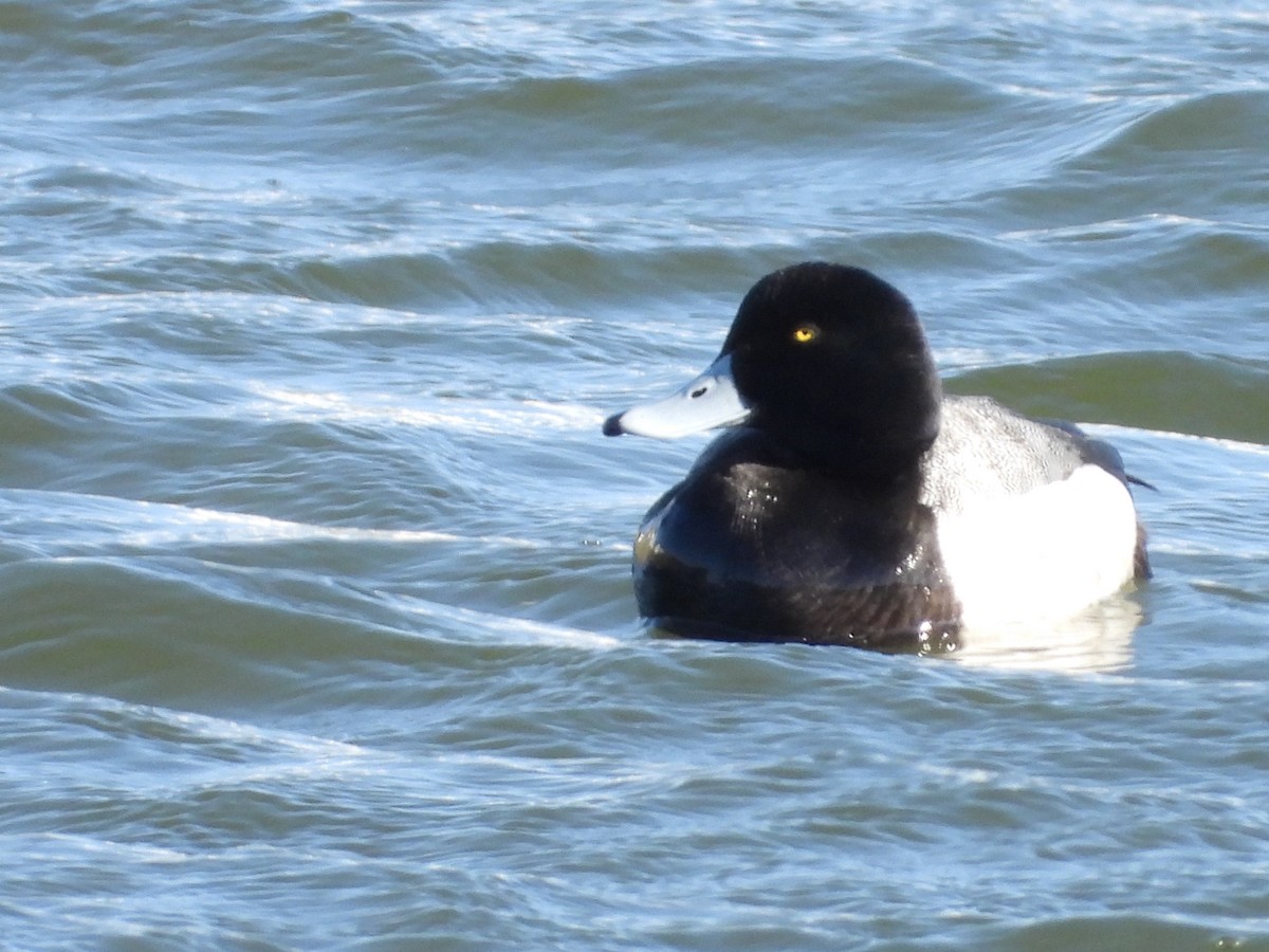 Greater Scaup - ML602752721