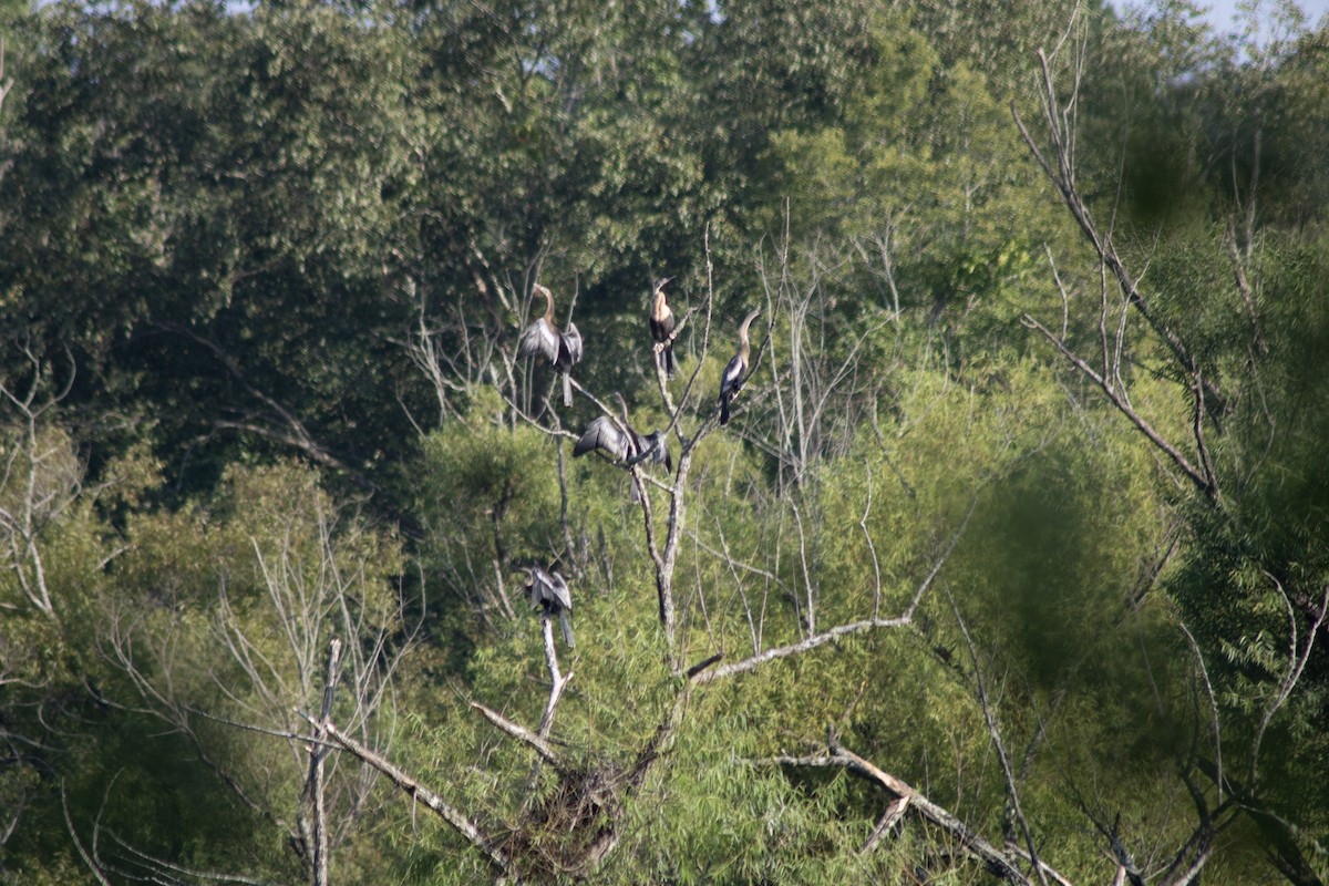 Amerika-Schlangenhalsvogel - ML602752751