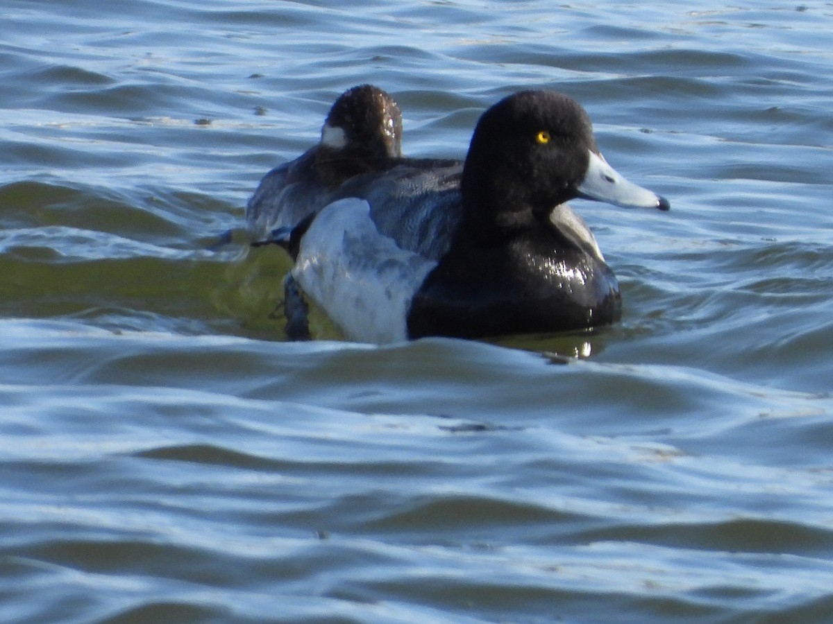 Greater Scaup - ML602752761