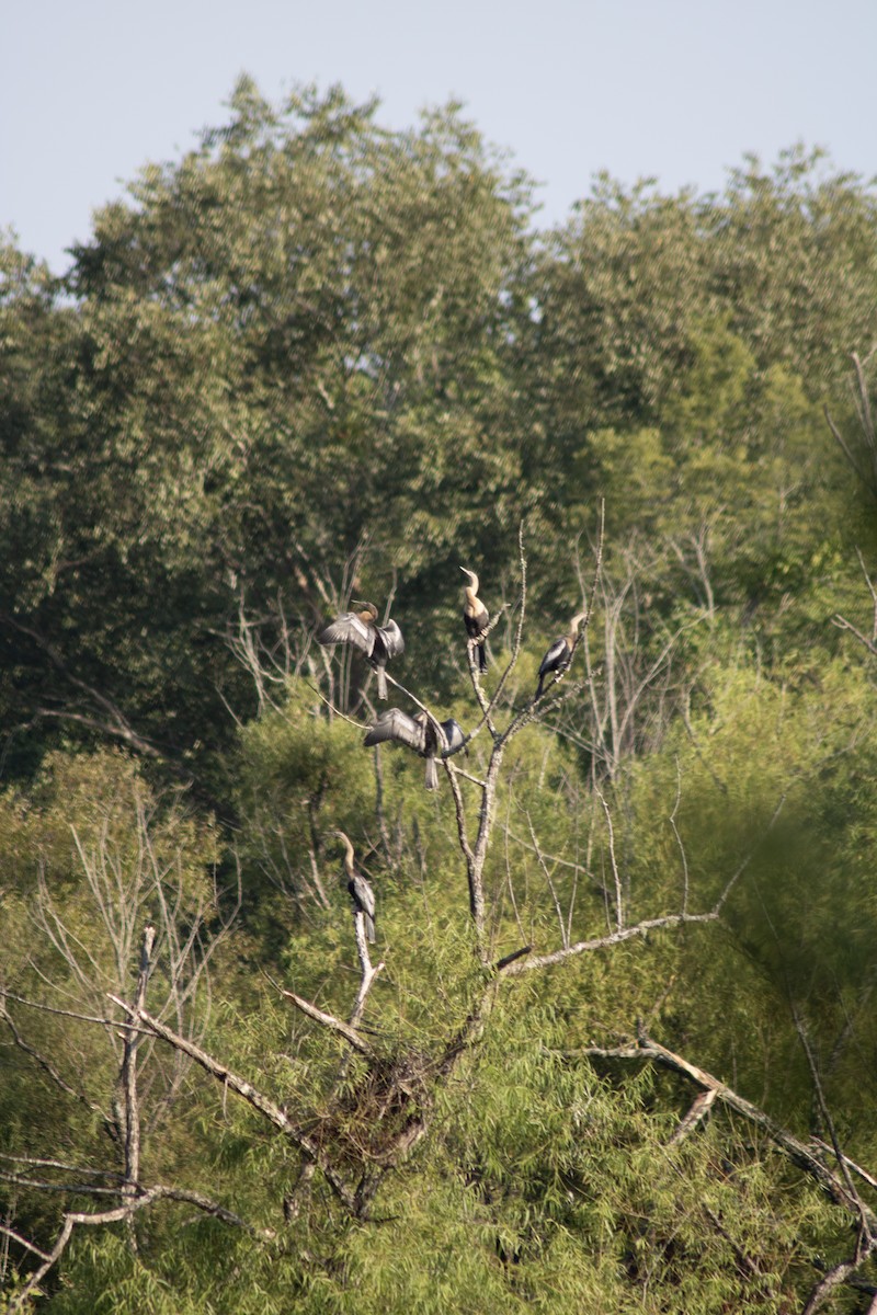 Amerika-Schlangenhalsvogel - ML602752771