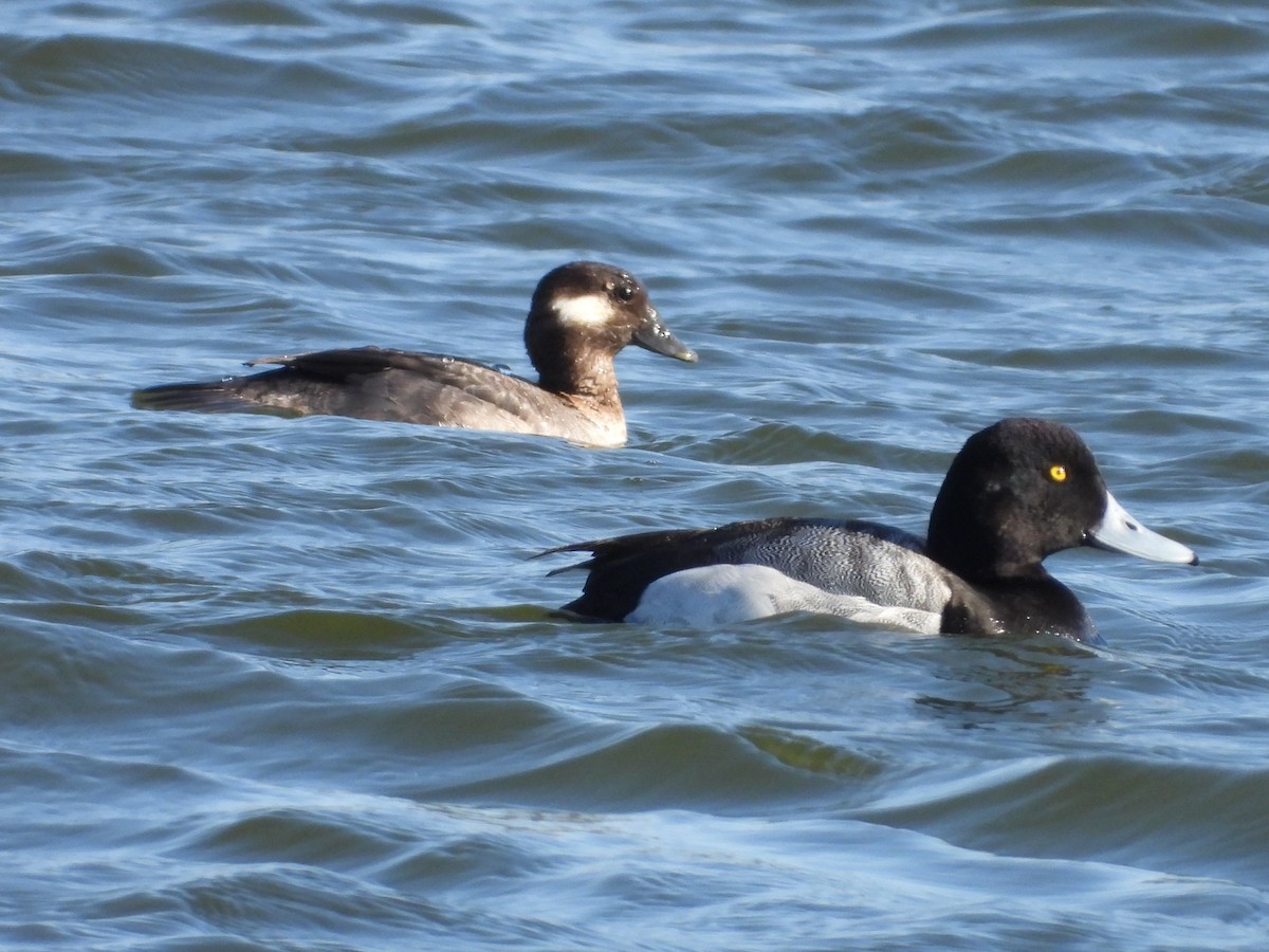 Greater Scaup - ML602752781