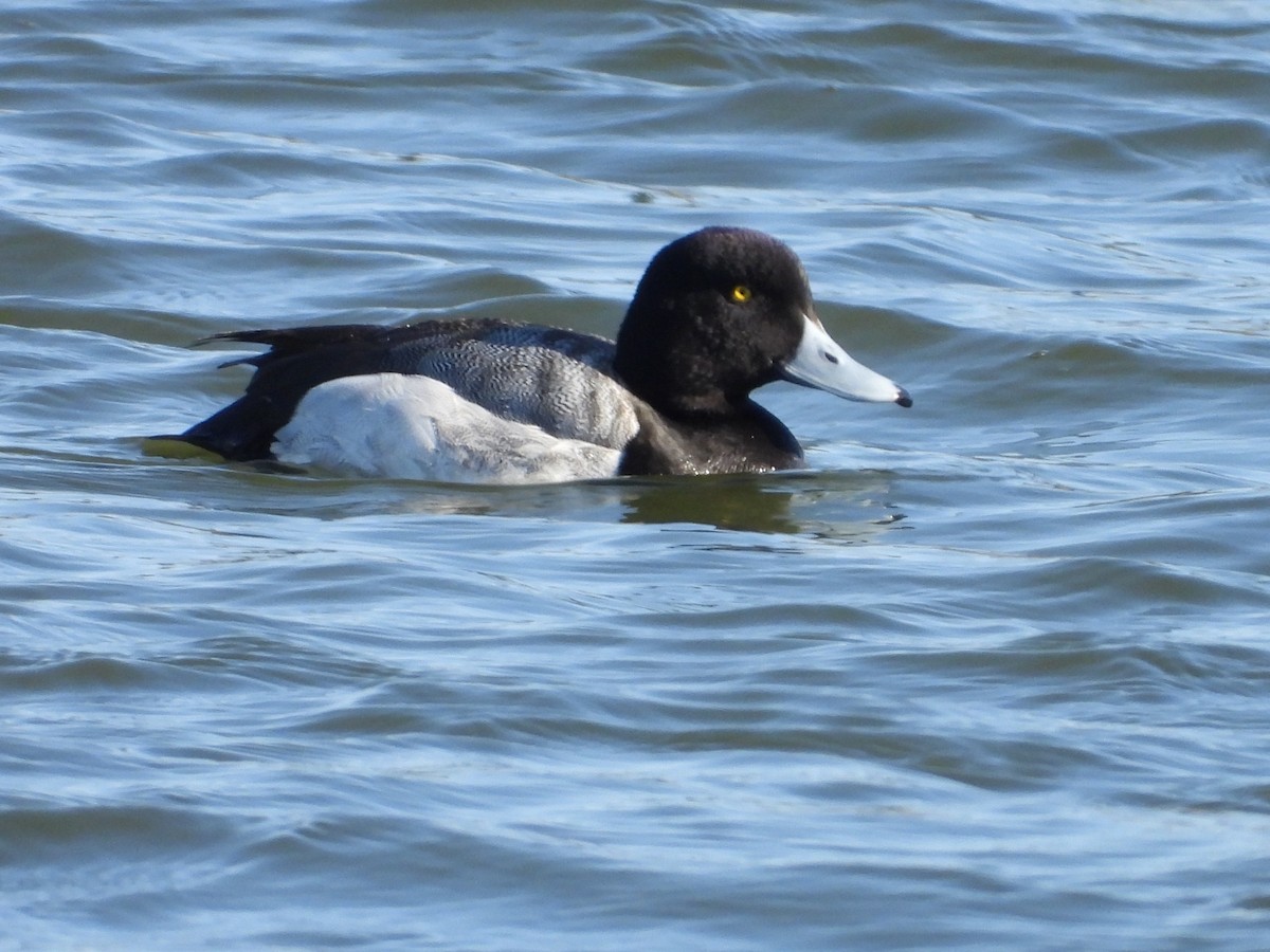 Greater Scaup - ML602752851