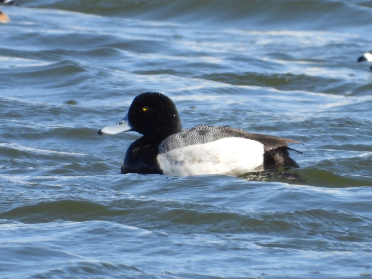 Greater Scaup - ML602752901