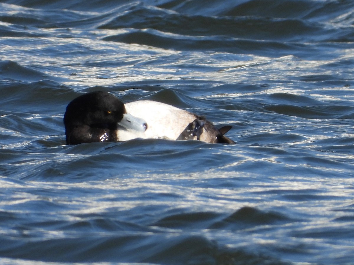 Greater Scaup - ML602752961