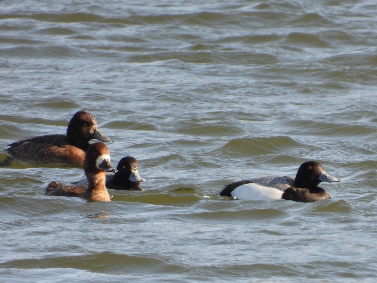 Greater Scaup - ML602753071