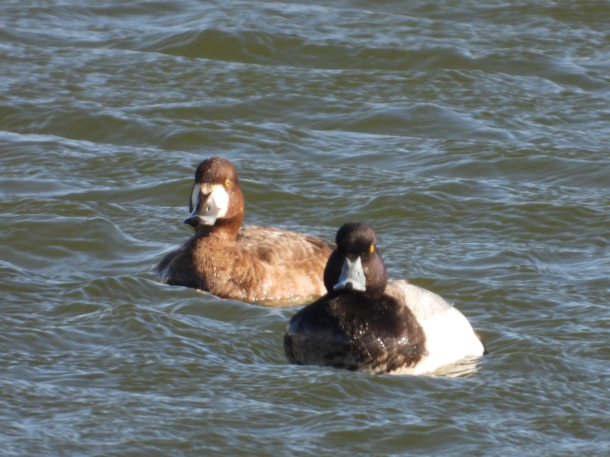 Greater Scaup - ML602753091