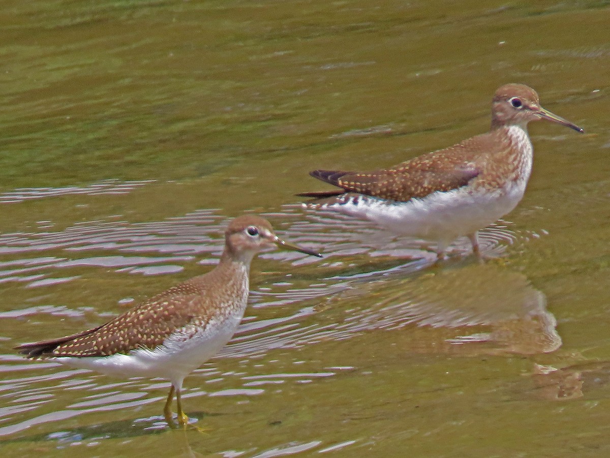 Solitary Sandpiper - ML602753141