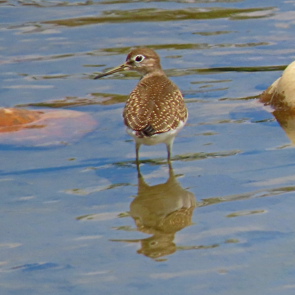 Solitary Sandpiper - ML602753151