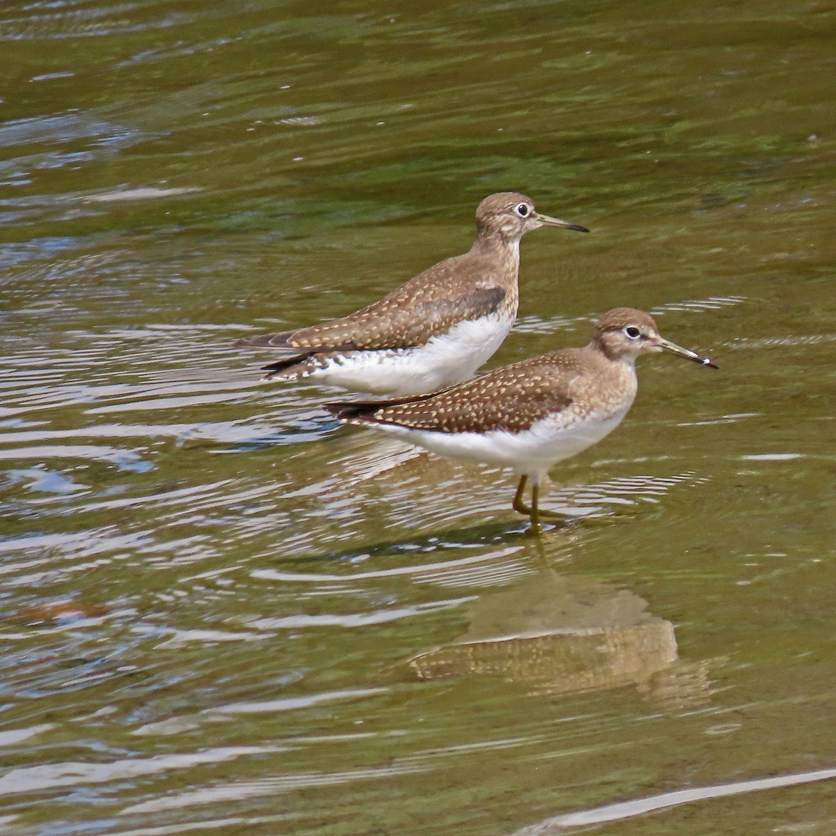 Solitary Sandpiper - ML602753171