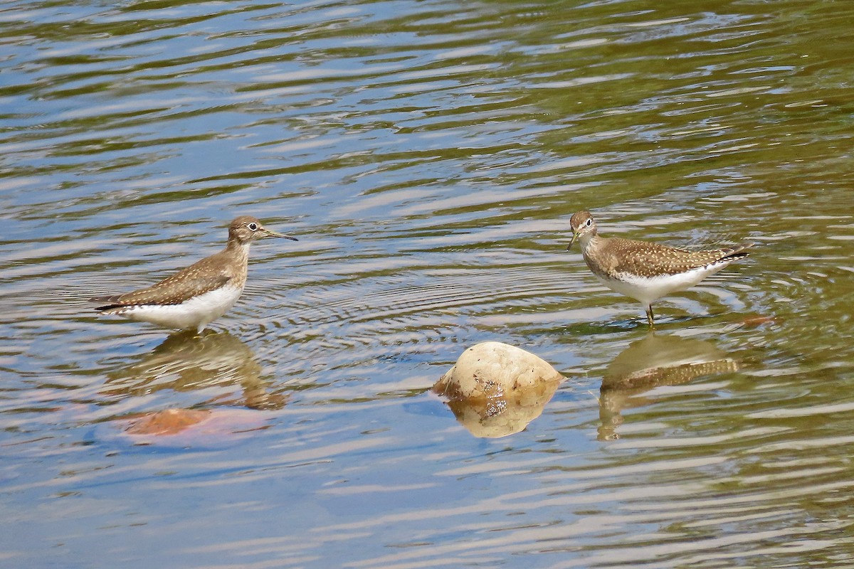 Solitary Sandpiper - ML602753181