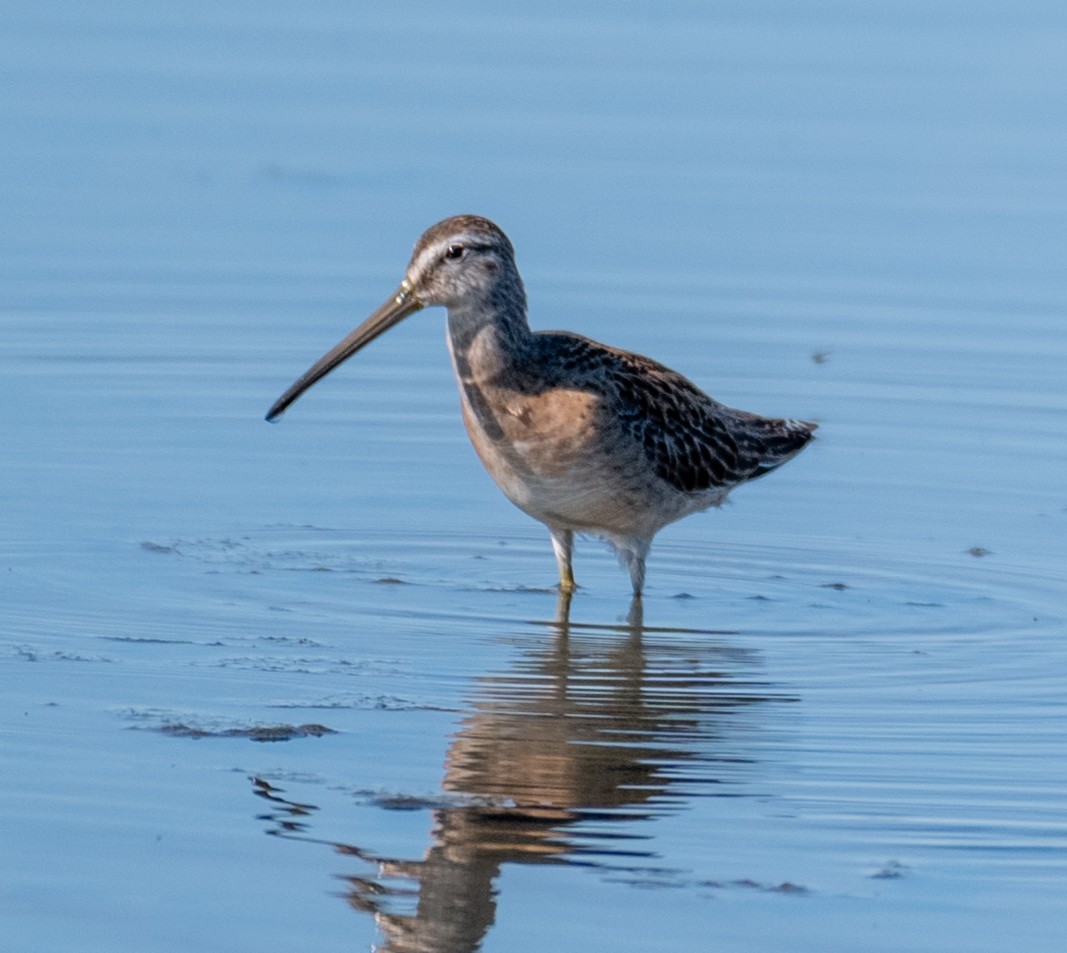 Short-billed Dowitcher - ML602753671