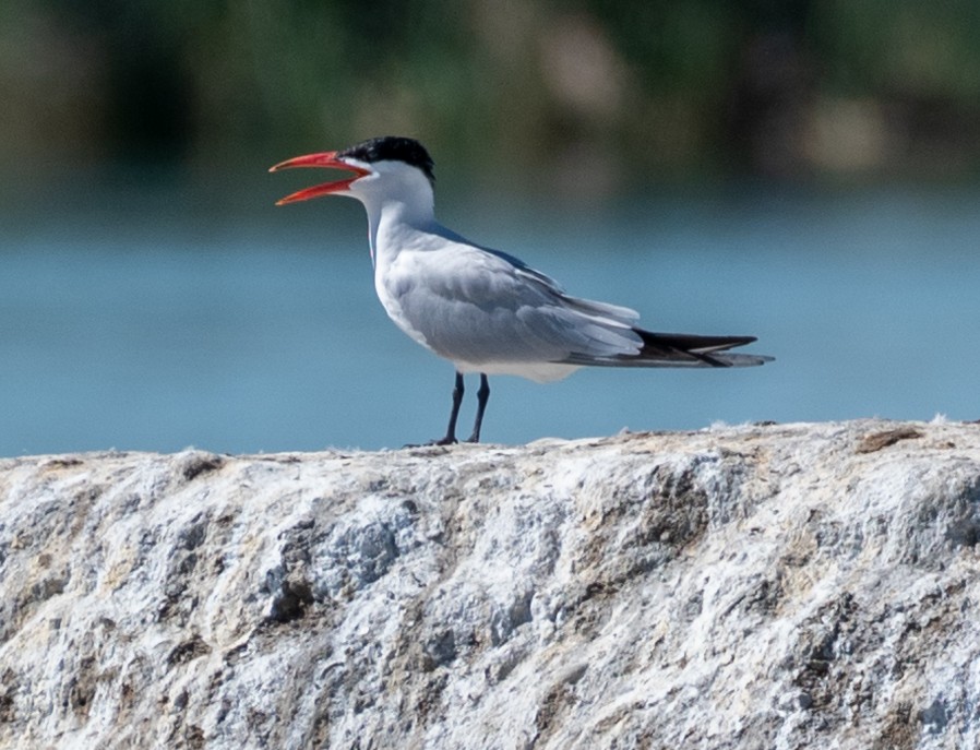 Caspian Tern - David Campbell