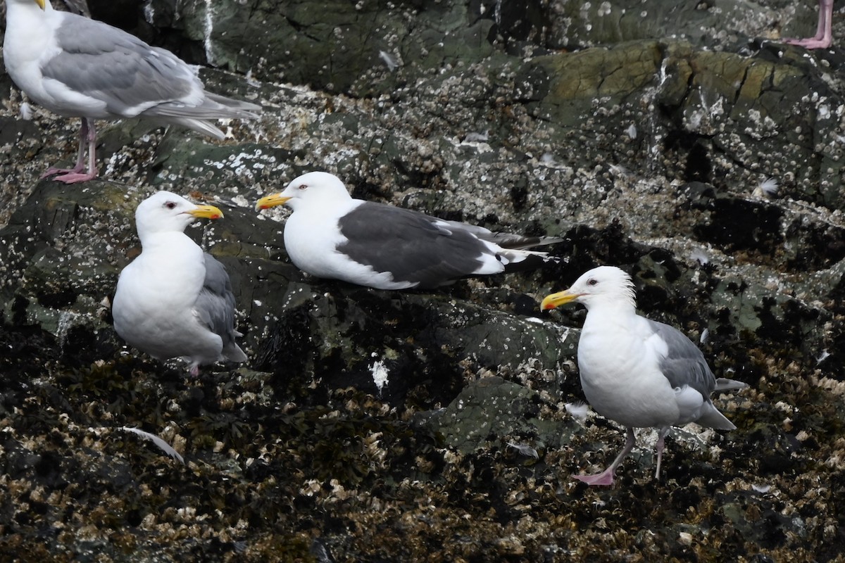 eBird Checklist - 10 Aug 2023 - Bird Rocks - 10 species
