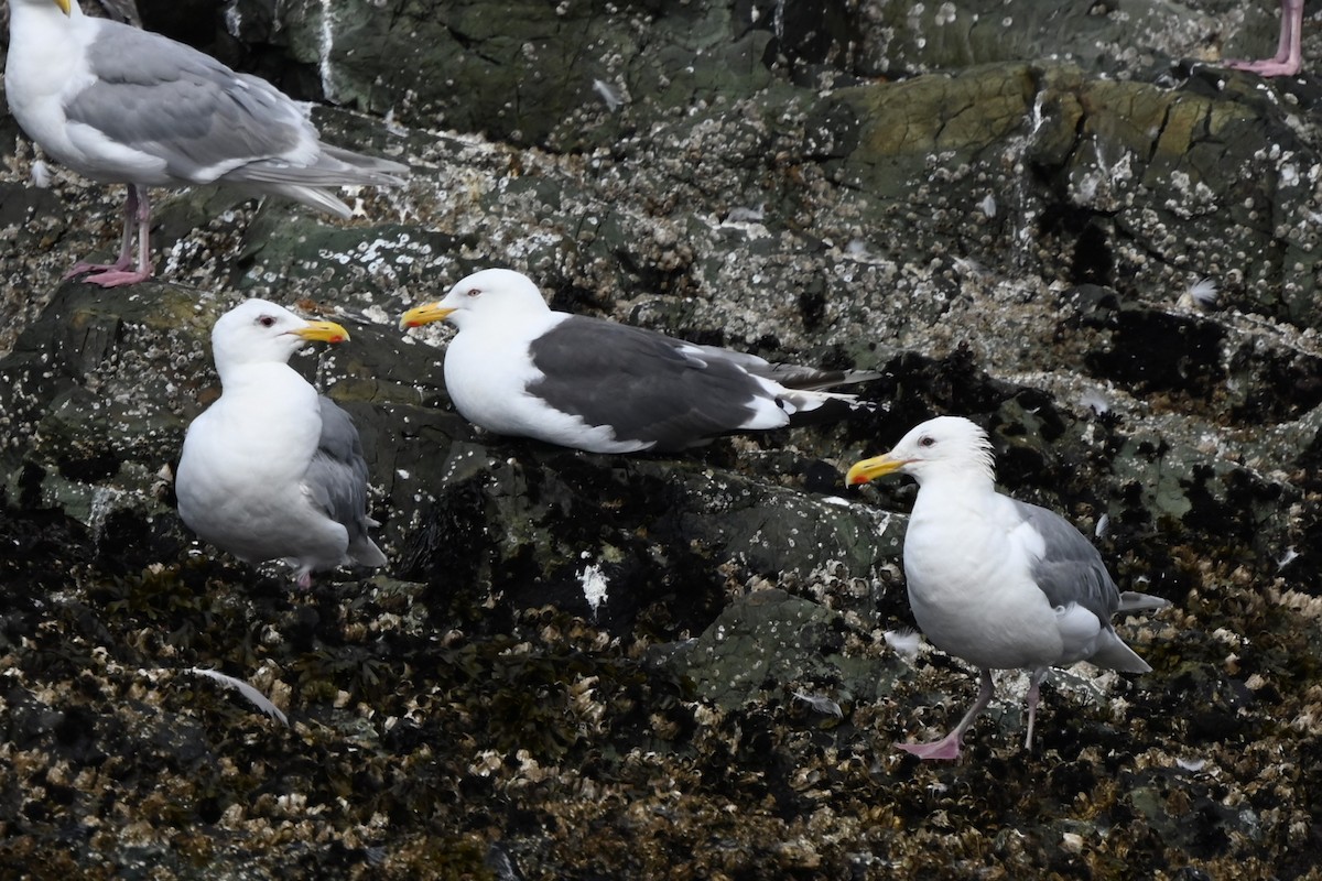 Slaty-backed Gull - ML602755431