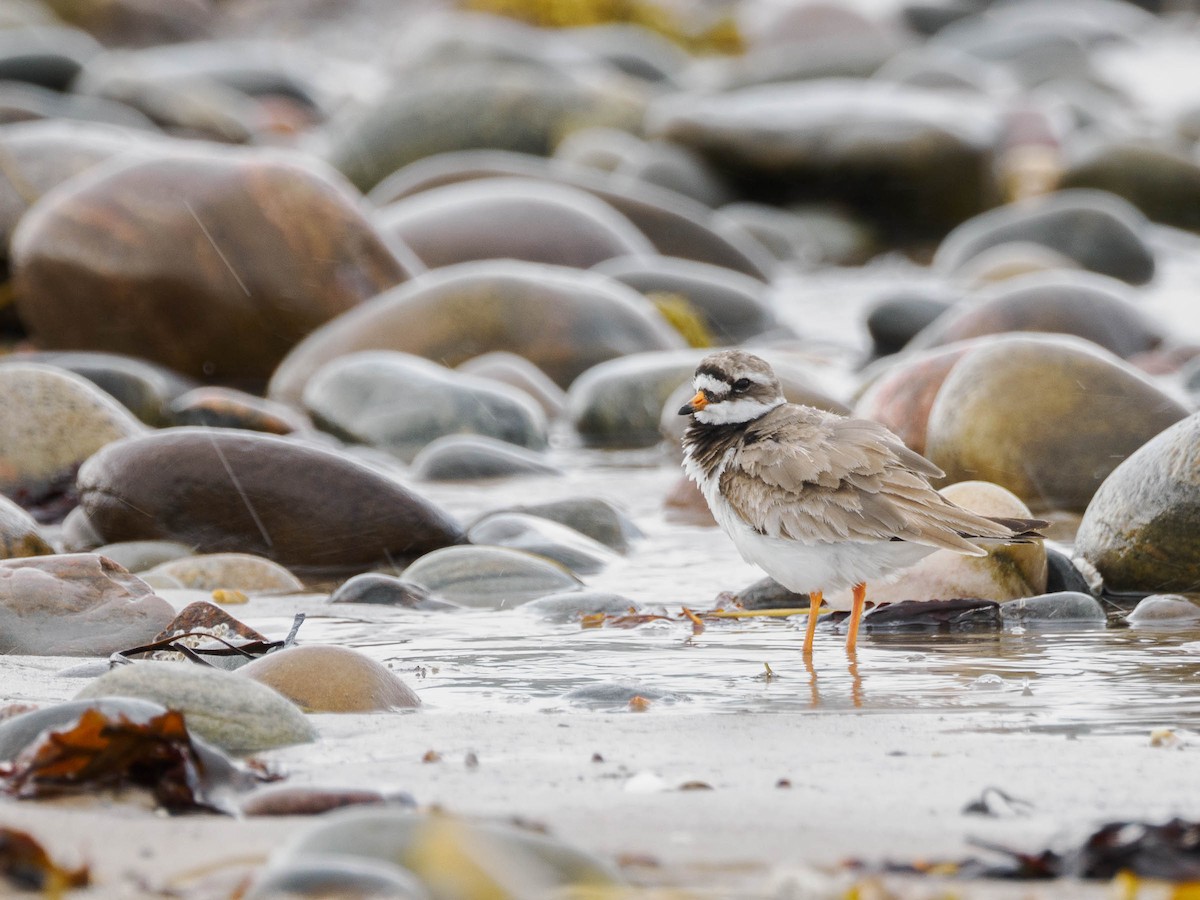 Common Ringed Plover - ML602756431