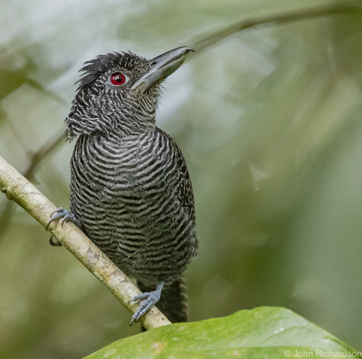 Fasciated Antshrike - ML602756491