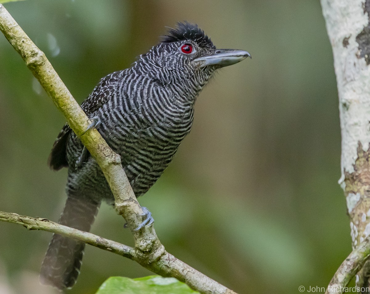 Fasciated Antshrike - ML602756501