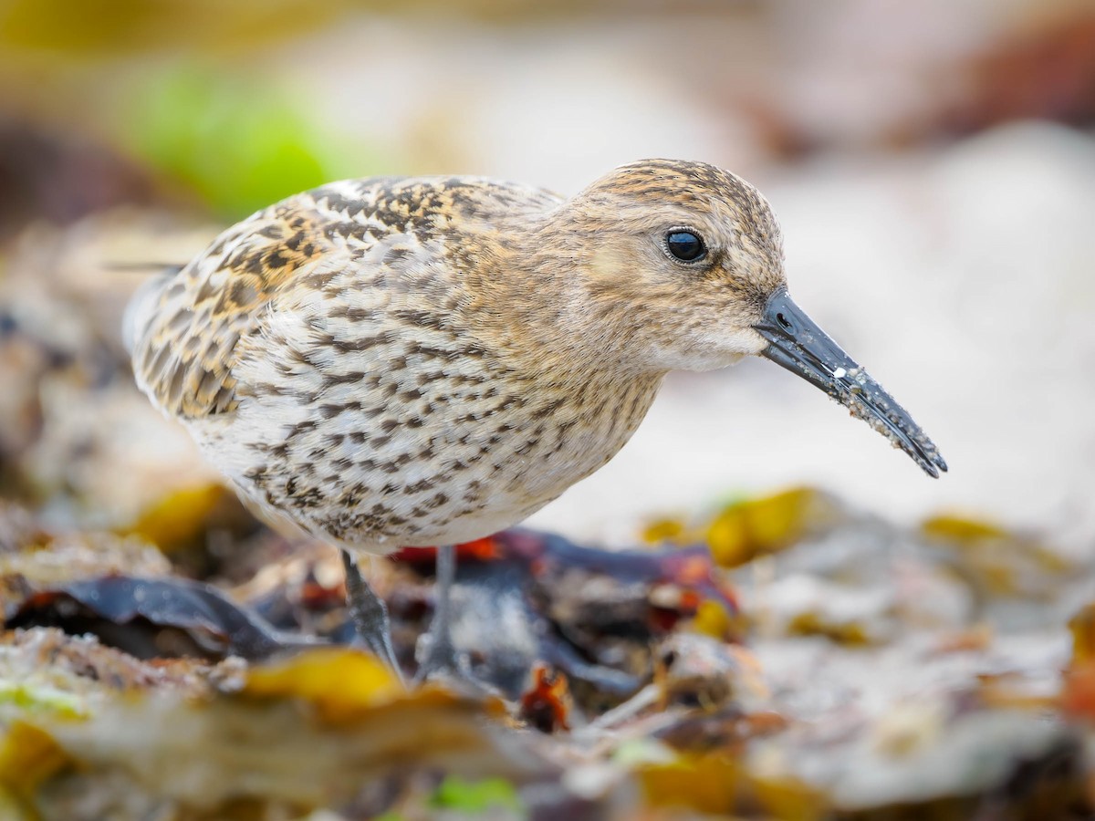 Dunlin - ML602756751